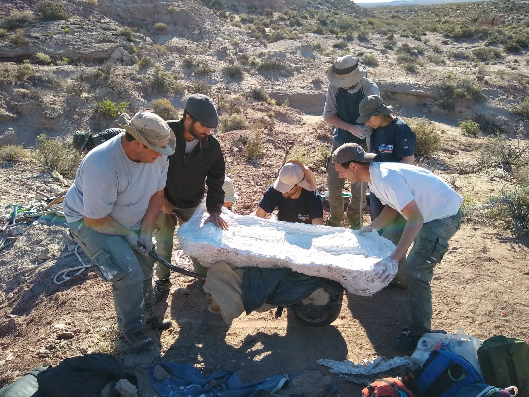 Descubren en Río Negro un nuevo dinosaurio de casi 100 millones de años Descubren en Río Negro un nuevo dinosaurio de casi 100 millones de años