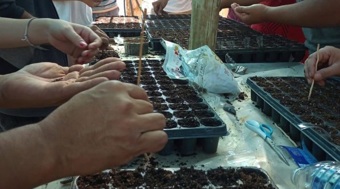 La UNCo compartirá semillas y saberes de su huerta La UNCo compartirá semillas y saberes de su huerta