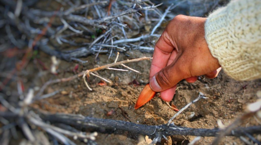 Sembraron 1.000 piñones de Araucarias en Copahue Sembraron 1.000 piñones de Araucarias en Copahue