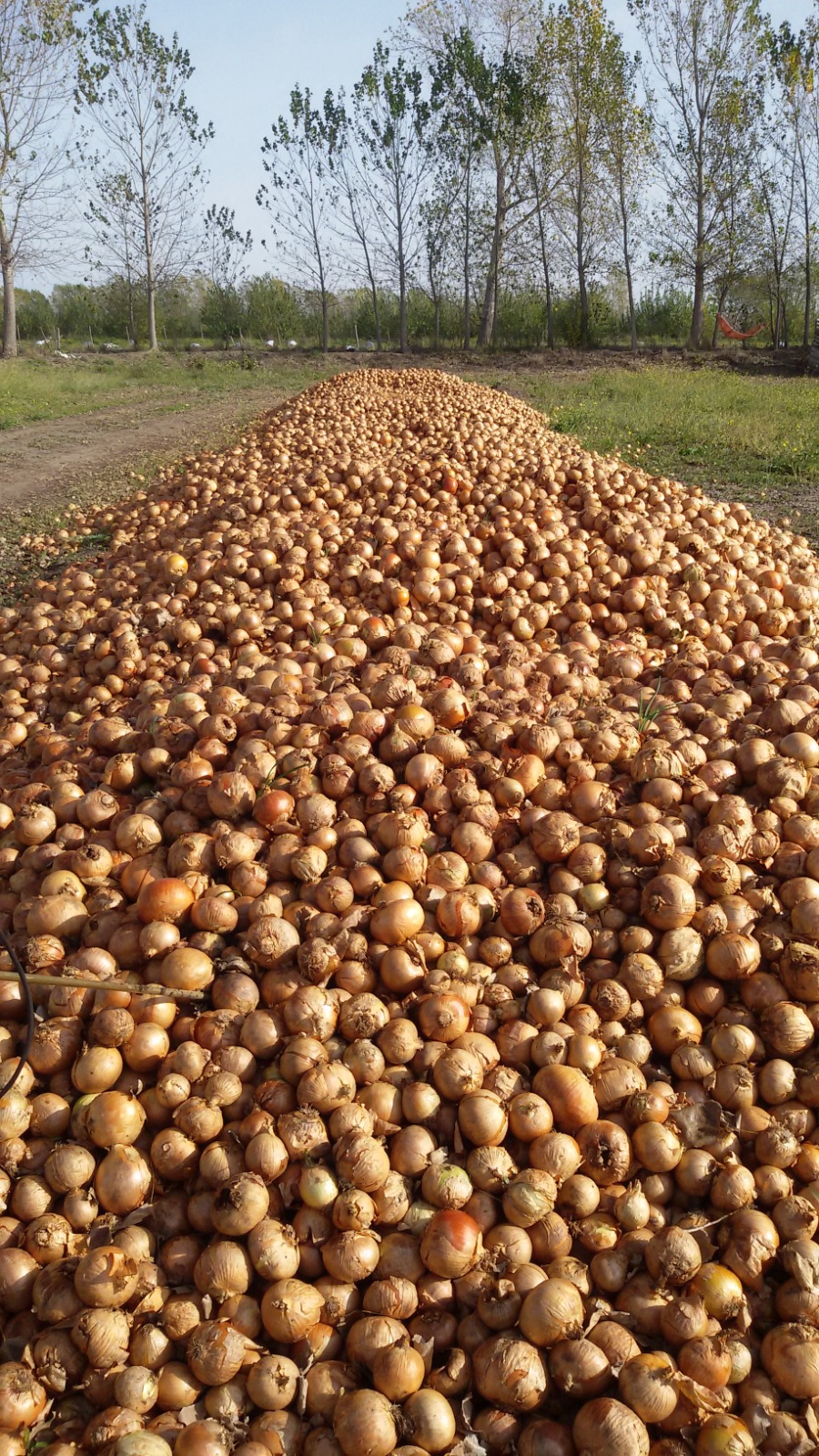 Fabrican fertilizante con desechos de la producción de cebolla en la UNCo Fabrican fertilizante con desechos de la producción de cebolla en la UNCo