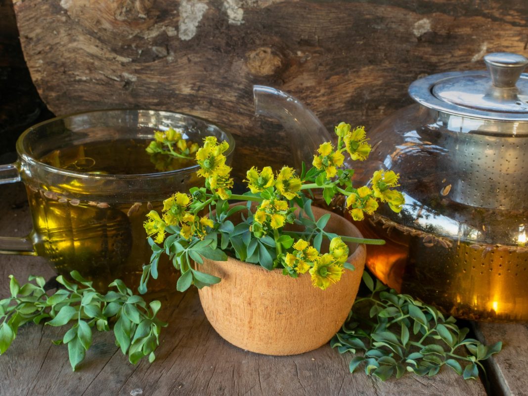El Norte neuquino se prepara para el Festival de la Caña con Ruda y la Medicina Ancestral El Norte neuquino se prepara para el Festival de la Caña con Ruda y la Medicina Ancestral