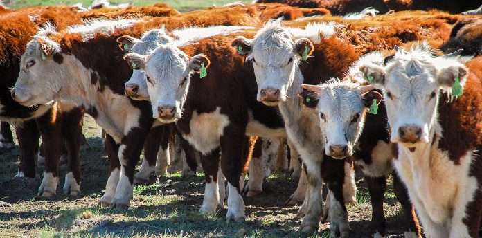 No acuerdan las provincias Patagónicas con ingreso de hacienda en pie al sur del río Colorado No acuerdan las provincias Patagónicas con ingreso de hacienda en pie al sur del río Colorado