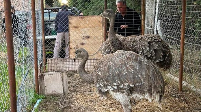 Neuquén capacita para la protección de la fauna Neuquén capacita para la protección de la fauna