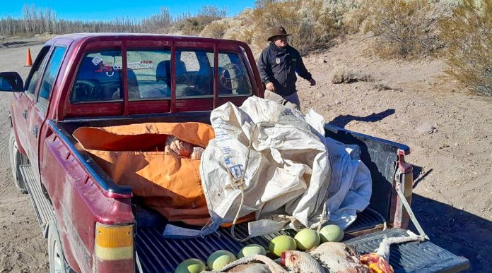Fauna interceptó a cazadores y pescadores furtivos Fauna interceptó a cazadores y pescadores furtivos