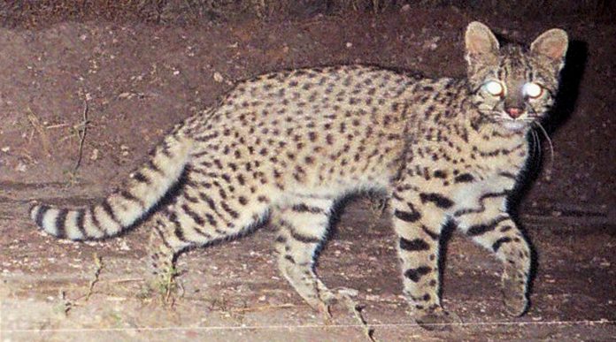 Alertan por la caza de gatos monteses en la Provincia Alertan por la caza de gatos monteses en la Provincia