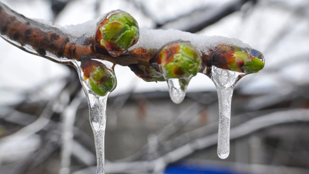 Piden precaución ante las heladas en la zona del Alto Valle Piden precaución ante las heladas en la zona del Alto Valle