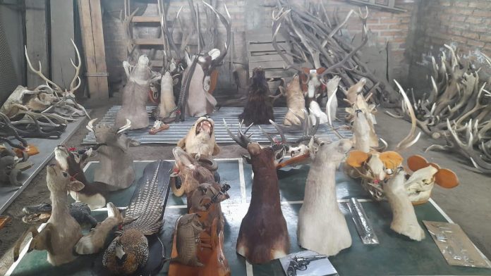 Incautaron más de 20 cabezas de animales exóticos en Junín de los Andes Incautaron más de 20 cabezas de animales exóticos en Junín de los Andes