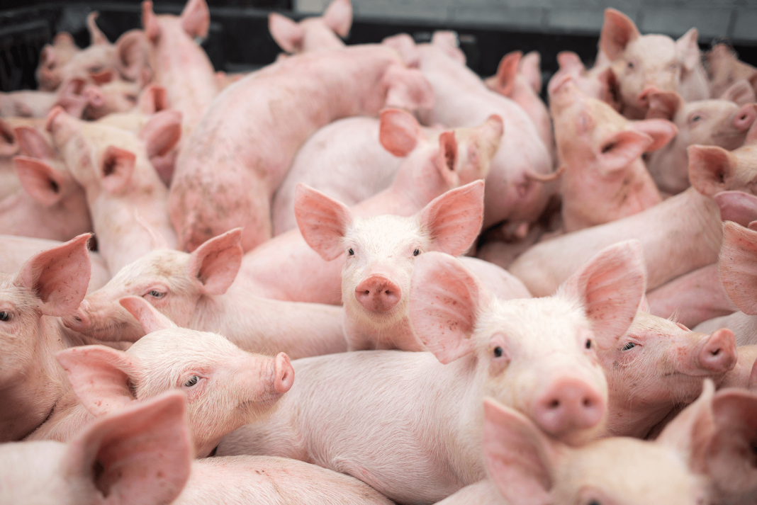 Neuquén podrá vender porcinos reproductores de alta calidad genética Neuquén podrá vender porcinos reproductores de alta calidad genética