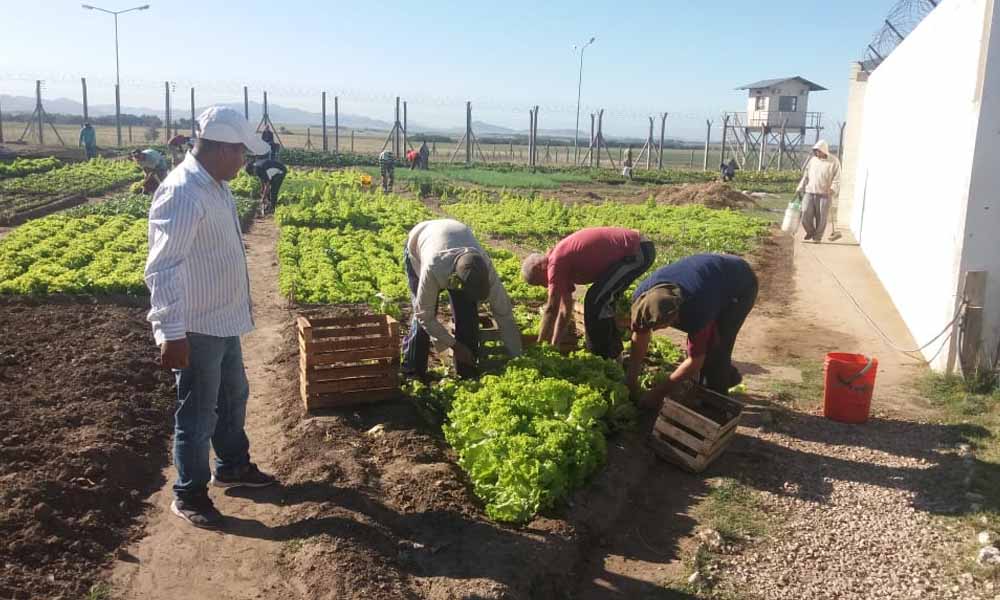 Zapala: los presos cultivarán las verduras que consuman Zapala: los presos cultivarán las verduras que consuman