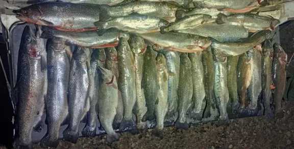Pescadores furtivos atrapados con 33 truchas en Collón Curá Pescadores furtivos atrapados con 33 truchas en Collón Curá