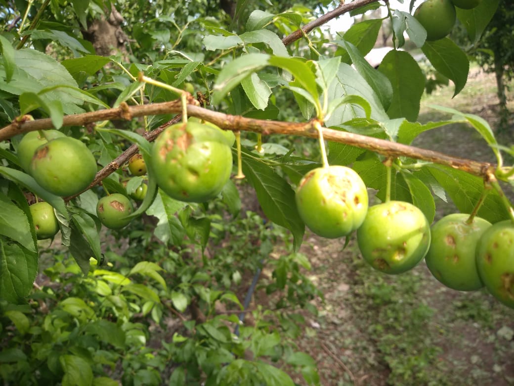 Tras la tormenta de granizo en el Valle Medio, la provincia recorre zonas afectadas Tras la tormenta de granizo en el Valle Medio, la provincia recorre zonas afectadas