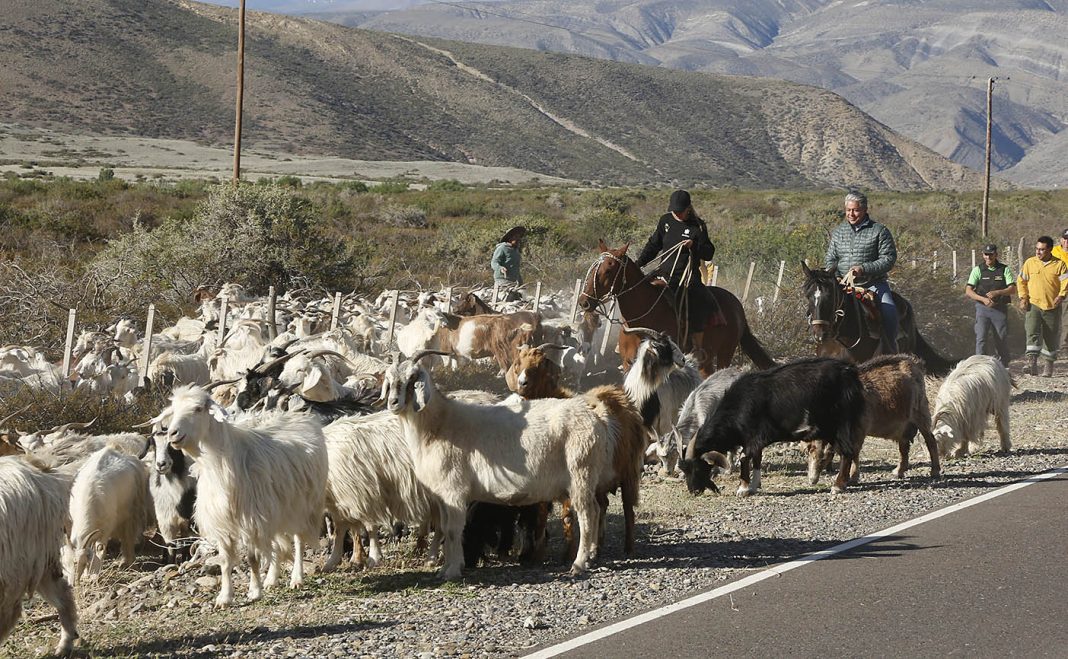 Figueroa acompañó el inicio del viaje de más de 1000 crianceros a los campos de la veranada Figueroa acompañó el inicio del viaje de más de 1000 crianceros a los campos de la veranada