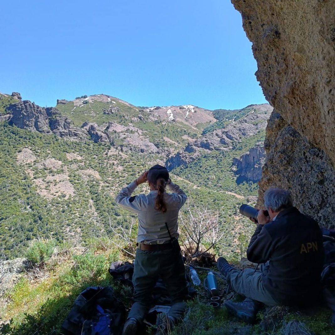 El Parque Nacional Lanín participó del “Censo de Cóndores 2024” El Parque Nacional Lanín participó del “Censo de Cóndores 2024”