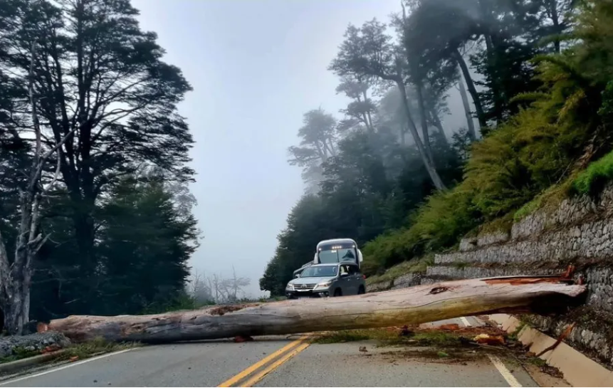Cierre parcial de la Ruta de los Siete Lagos por caída de árbol Cierre parcial de la Ruta de los Siete Lagos por caída de árbol