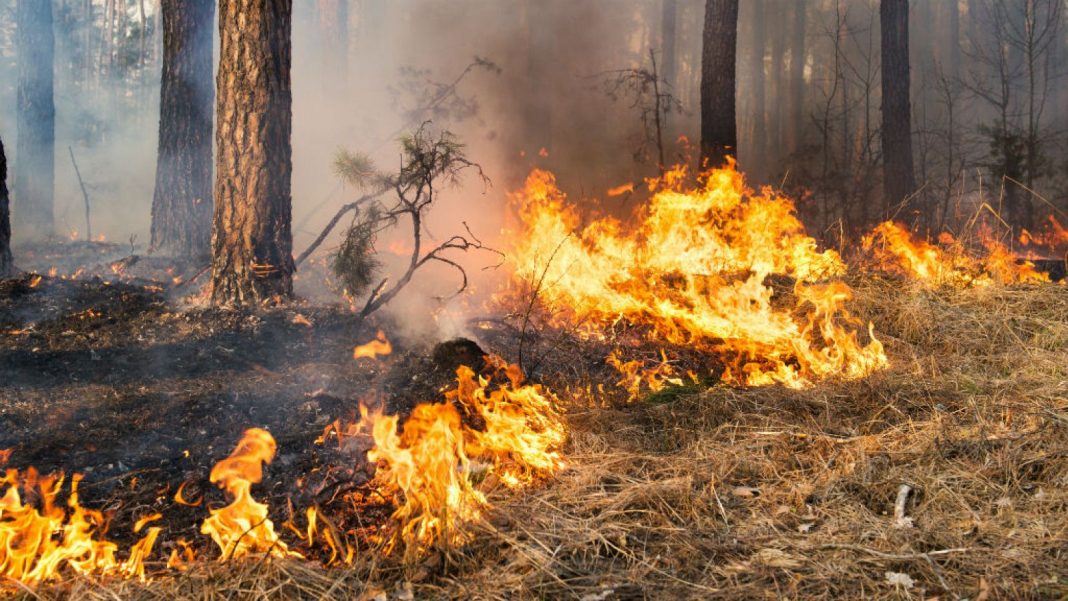 Se registran 28 focos de incendio simultáneos en Neuquén tras una tormenta eléctrica histórica Se registran 28 focos de incendio simultáneos en Neuquén tras una tormenta eléctrica histórica