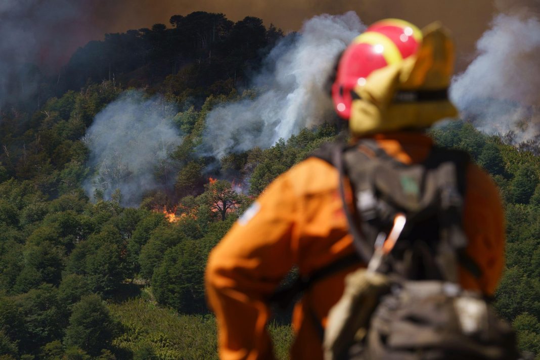 Suspenden la Fiesta del Pehuén y destinan fondos a restauración de los bosques quemados Suspenden la Fiesta del Pehuén y destinan fondos a restauración de los bosques quemados