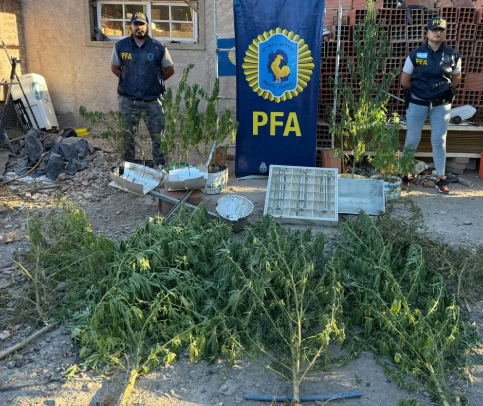 Policía Federal allanó un vivero clandestino de Cannabis Sativa en Cipolletti Policía Federal allanó un vivero clandestino de Cannabis Sativa en Cipolletti