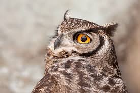 Rehabilitan a un Tucúquere herido y lo liberan en su entorno natural Rehabilitan a un Tucúquere herido y lo liberan en su entorno natural