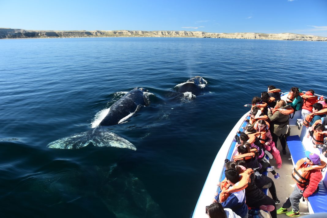 Comienza la temporada de ballenas en Puerto Madryn Comienza la temporada de ballenas en Puerto Madryn