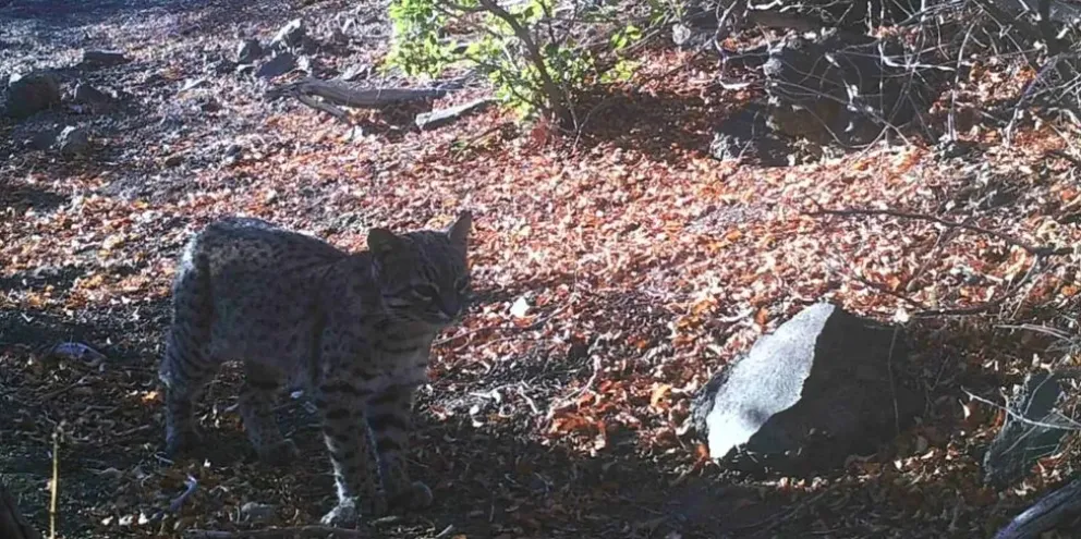 Registran imágenes inéditas de fauna silvestre en el ANP Copahue Registran imágenes inéditas de fauna silvestre en el ANP Copahue