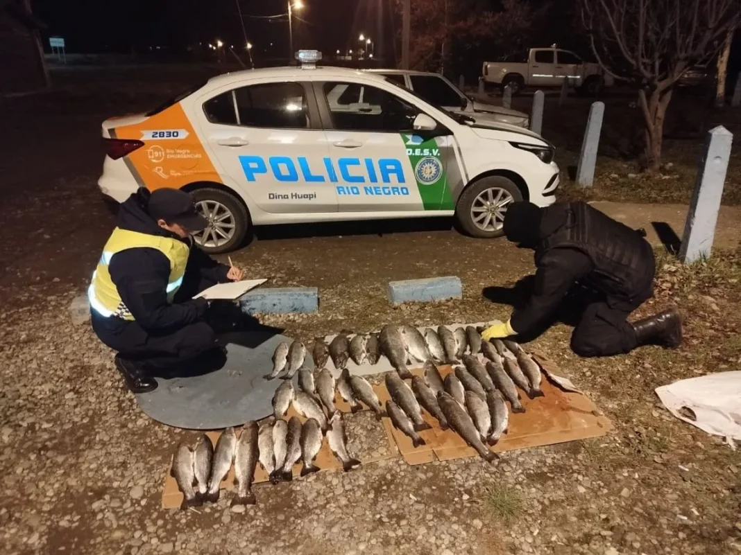 Pesca furtiva: incautan 43 truchas en un control en Dina Huapi Pesca furtiva: incautan 43 truchas en un control en Dina Huapi