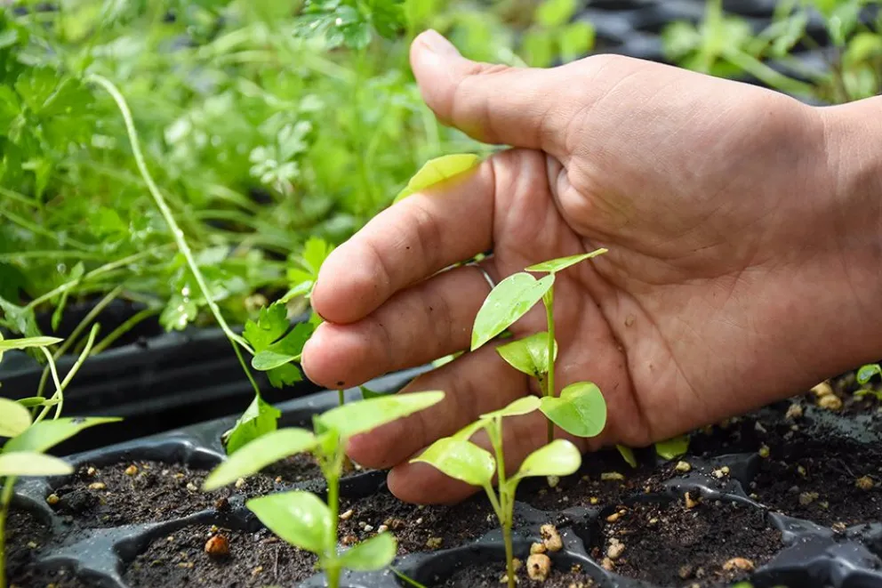 Nueva carrera en Huinganco: inscriben para Tecnicatura en Agroecología Nueva carrera en Huinganco: inscriben para Tecnicatura en Agroecología