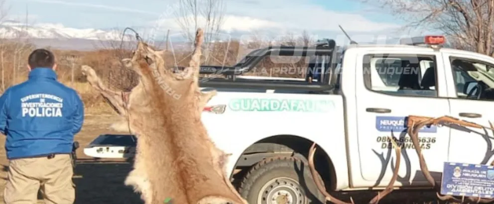 Allanamiento en: secuestran cueros, armas y astas Allanamiento en: secuestran cueros, armas y astas