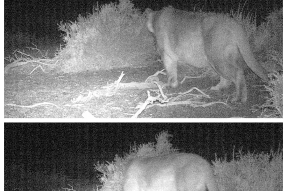 Nuevos registros de pumas en el Área Natural Protegida Copahue Nuevos registros de pumas en el Área Natural Protegida Copahue