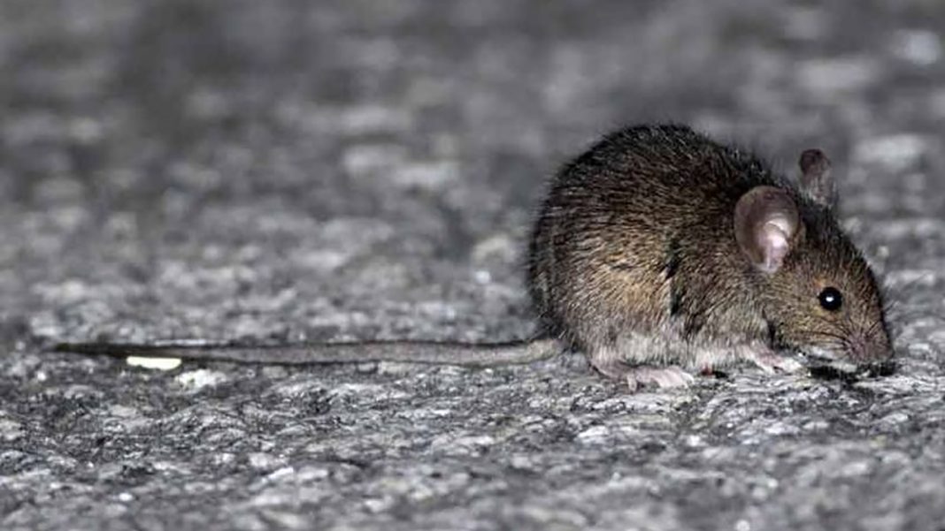 Falleció una mujer por hantavirus en San Martín de los Andes Falleció una mujer por hantavirus en San Martín de los Andes