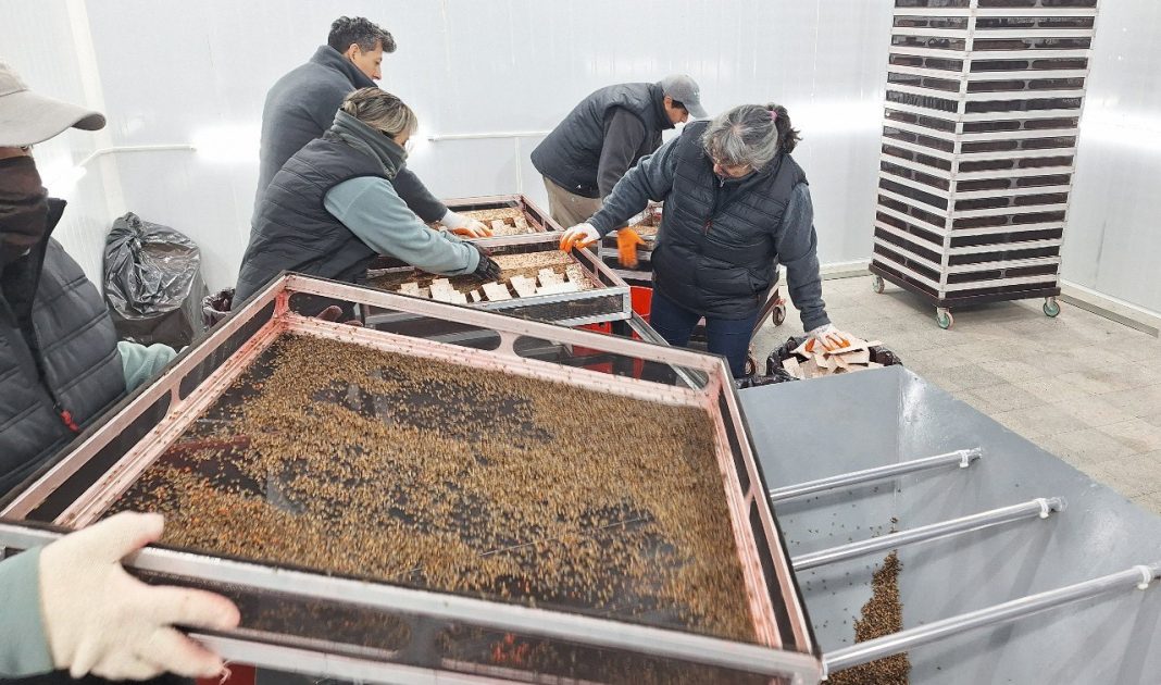 Comenzó en el Alto Valle la liberación de mosca estéril Comenzó en el Alto Valle la liberación de mosca estéril