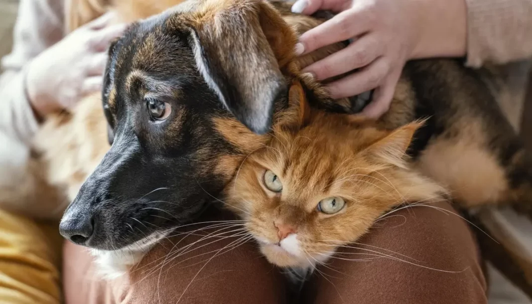 perro-gato