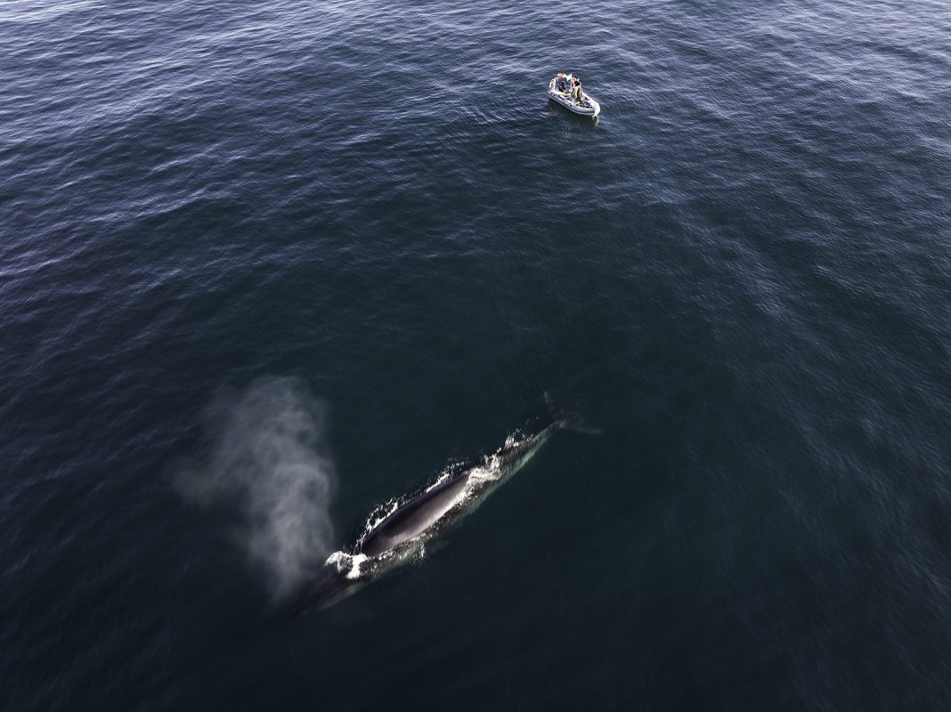 Histórico regreso de la Ballena Sei al Golfo San Jorge: un hito para la biodiversidad patagónica Histórico regreso de la Ballena Sei al Golfo San Jorge: un hito para la biodiversidad patagónica