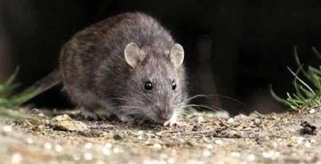 Falleció un hombre por hantavirus en Bariloche