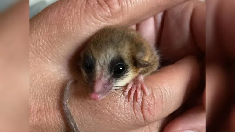 Monito del Monte rescatado y liberado en San Martín Monito del Monte rescatado y liberado en San Martín
