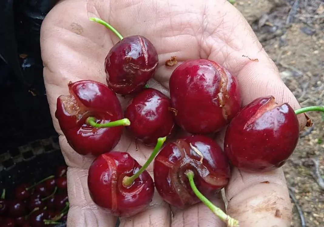 Río Negro evalúa daños y prepara la emergencia climática