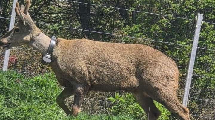 Avistan un huemul en barrios urbanos de San Martín de los Andes Avistan un huemul en barrios urbanos de San Martín de los Andes