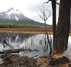 Plan para frenar especies invasivas en la cordillera Plan para frenar especies invasivas en la cordillera
