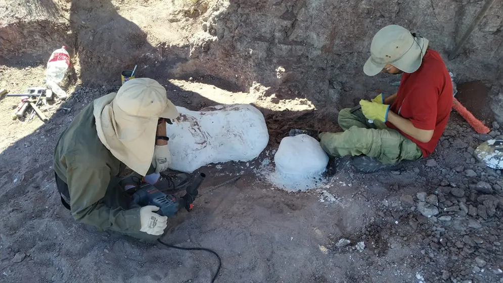 Hallan fósiles de dinosaurios acorazados de 120 millones de años Hallan fósiles de dinosaurios acorazados de 120 millones de años