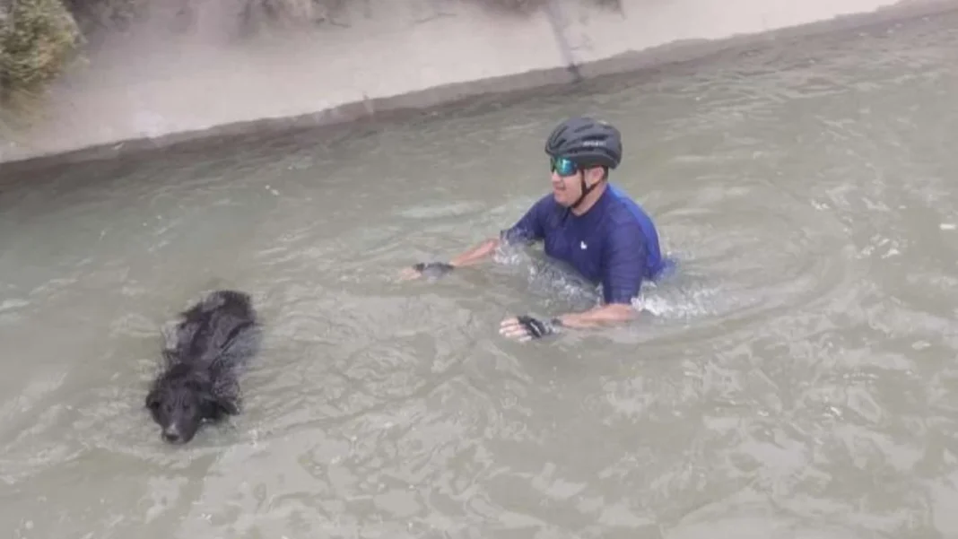 Un policía salvó a un perro arrastrado por la corriente Un policía salvó a un perro arrastrado por la corriente