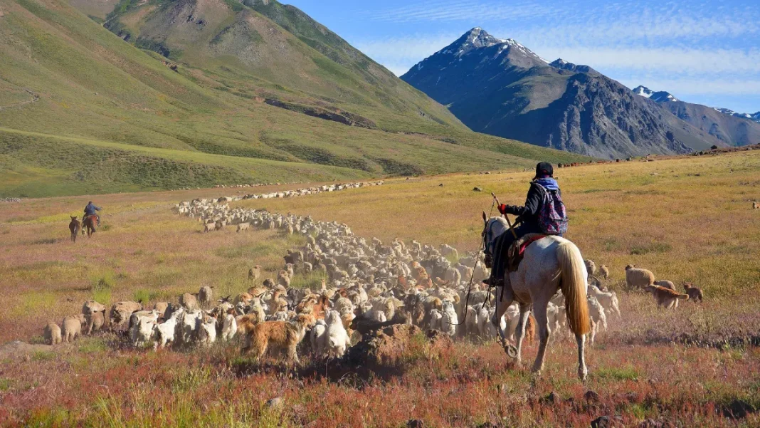 Comenzó la trashumancia: miles de animales ya cruzan rutas Comenzó la trashumancia: miles de animales ya cruzan rutas