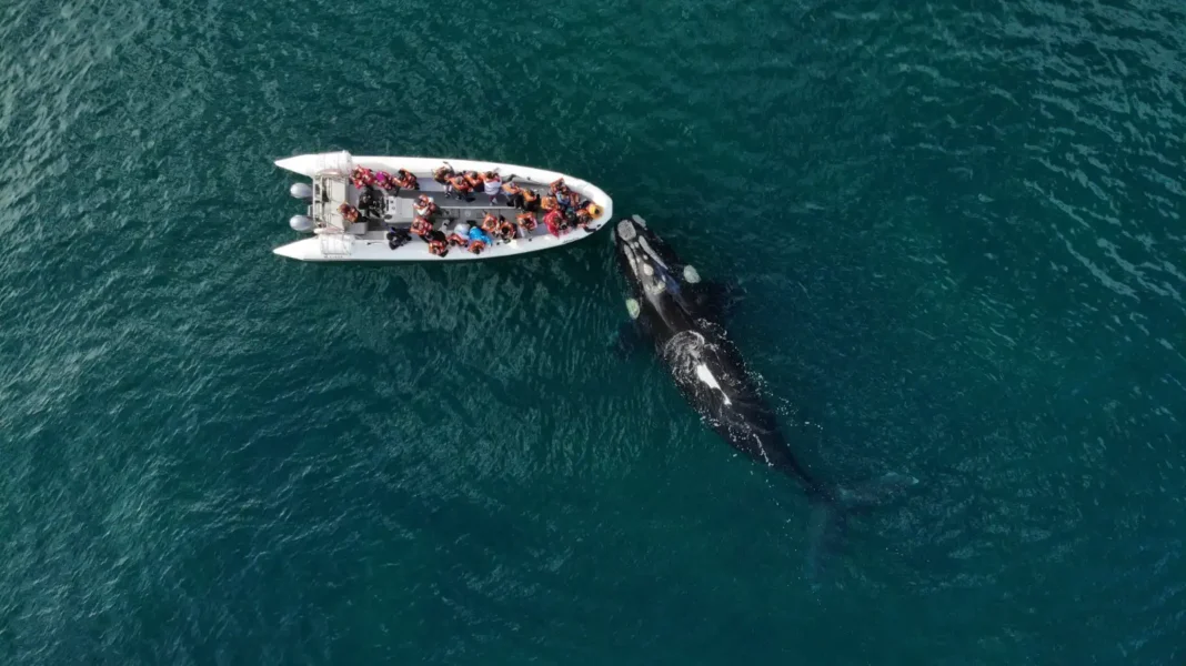 Temporada de fauna marina en Río Negro: la escapada ideal al mar desde Neuquén Temporada de fauna marina en Río Negro: la escapada ideal al mar desde Neuquén