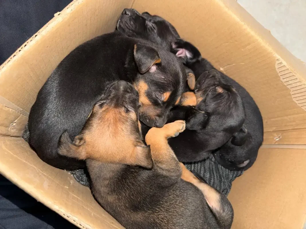 Rescate de animales en Neuquén: La lucha diaria de Garritas del Amor contra el abandono Rescate de animales en Neuquén: La lucha diaria de Garritas del Amor contra el abandono